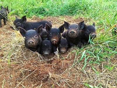 piglet smiles